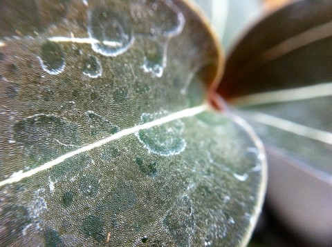 Ludisia discolor Jewel Orchid Macro Shot